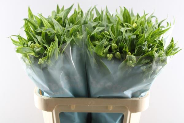 <h4>Alstr Virginia</h4>