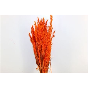 Dried Avena X5 Orange Bunch