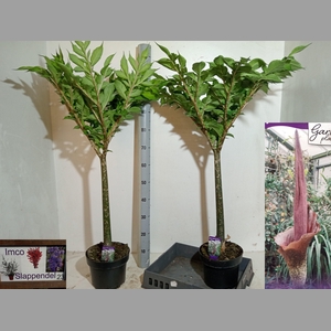 AMORPHOPHALLUS KONJA