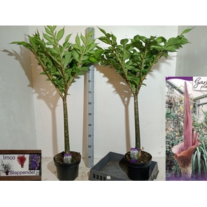 AMORPHOPHALLUS KONJA