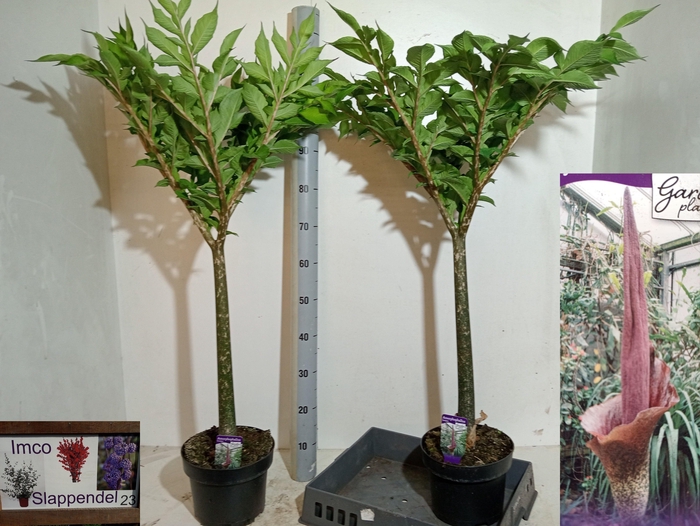 <h4>AMORPHOPHALLUS KONJA</h4>