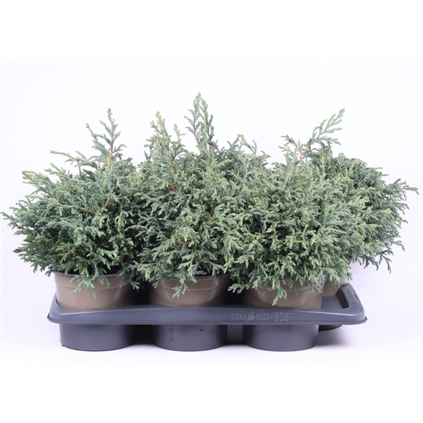 <h4>Chamaecyparis pisifera 'Baby Blue'</h4>