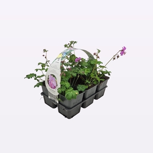 Geranium cantabrigiense 'Karmina'