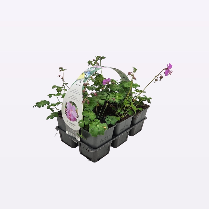 Geranium cantabrigiense 'Karmina'