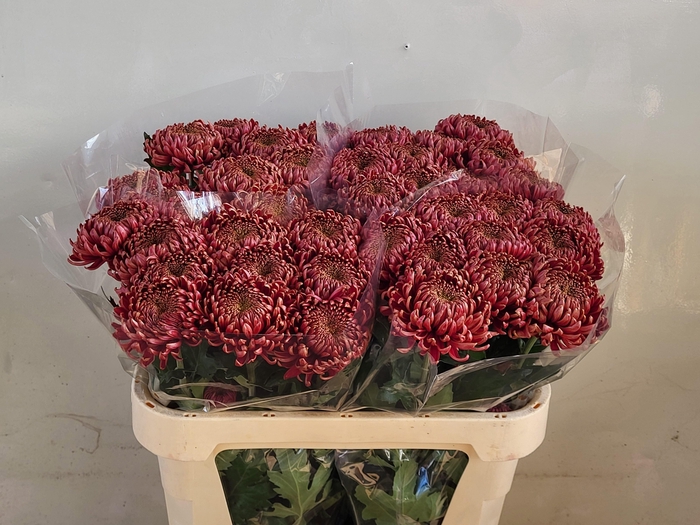 <h4>CHR G BISLET RED</h4>