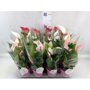 Anthurium   ...mix