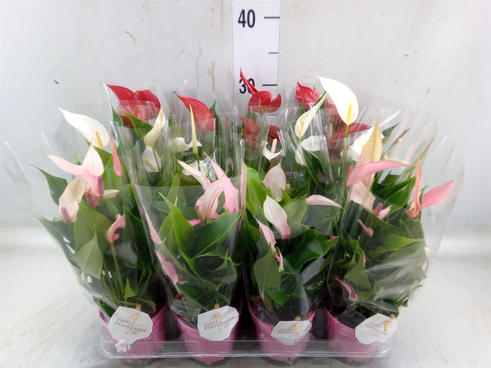 <h4>Anthurium   ...mix</h4>