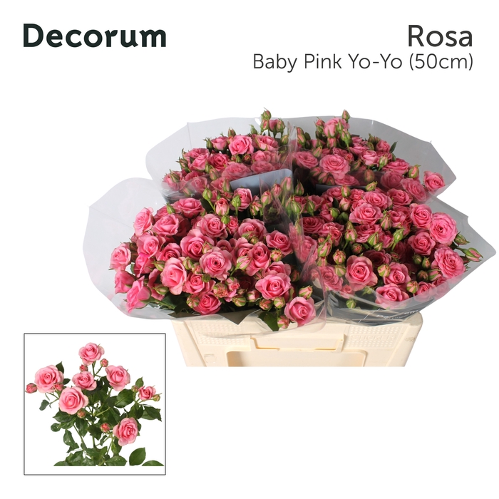 <h4>Rozen R Tr Baby Pink Yo-Yo</h4>