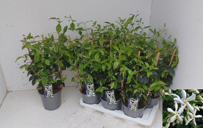 <h4>TRAC JASMINOIDES</h4>