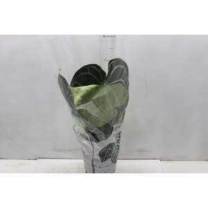 ANTHURIUM CRYSTALLINUM P17