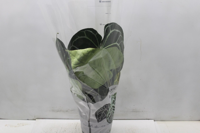 <h4>ANTHURIUM CRYSTALLINUM P17</h4>