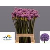 Allium jesdianum 'Early Emperor'