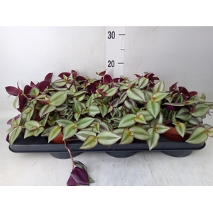 Tradescantia zebr. 'Violet Hill'