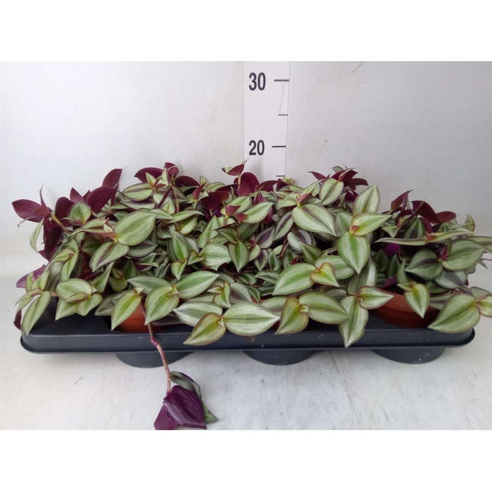 <h4>Tradescantia zebr. 'Violet Hill'</h4>