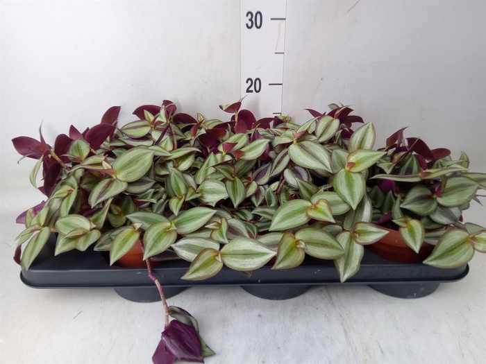<h4>Tradescantia zebr. 'Violet Hill'</h4>