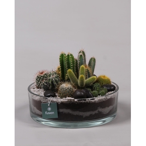 Glazen cilinderschaal met Cactussen