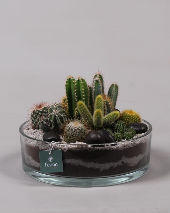 <h4>Glazen cilinderschaal met Cactussen</h4>
