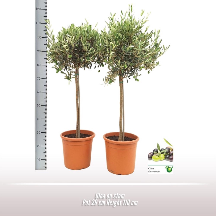 <h4>Olea europaea</h4>