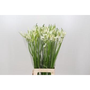 Nerine Like a Virgin Artistiek