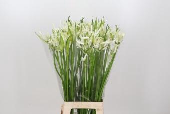 <h4>Nerine Like a Virgin Artistiek</h4>