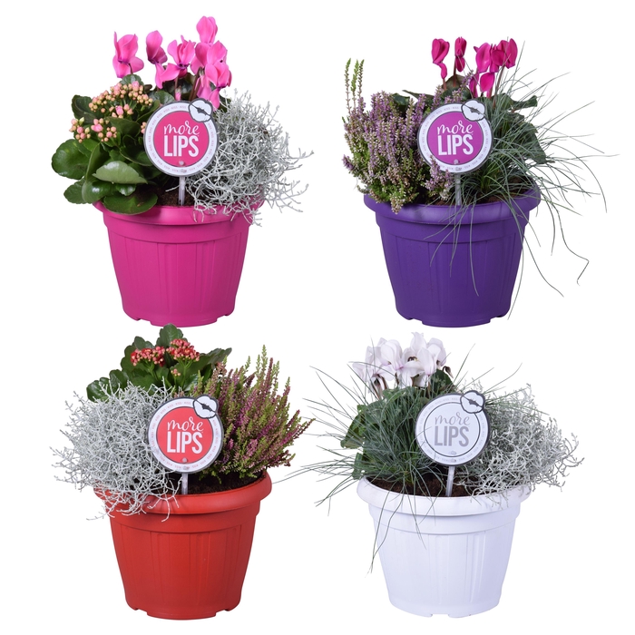 <h4>MoreLIPS® Autumn trio in patiopot 'Leaf'</h4>