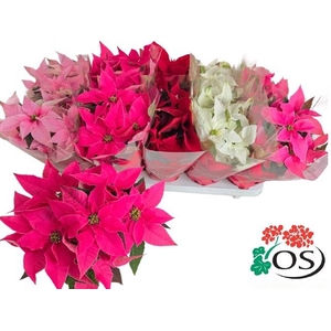 .Euphorbia pulcherrima gemengd 4 kleuren