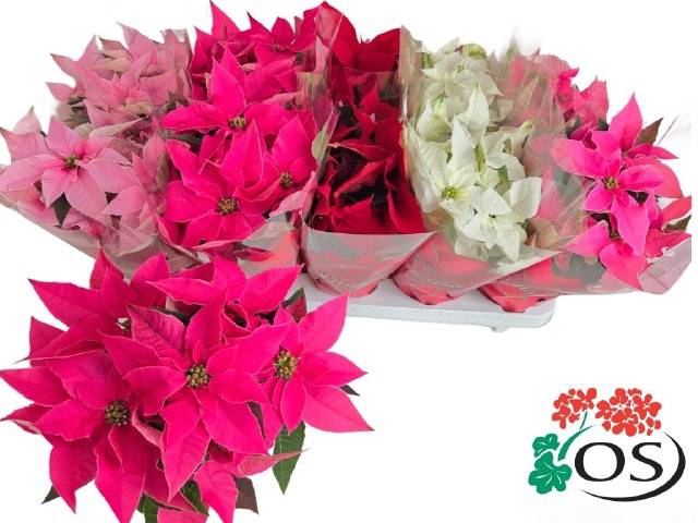 <h4>.Euphorbia pulcherrima gemengd 4 kleuren</h4>