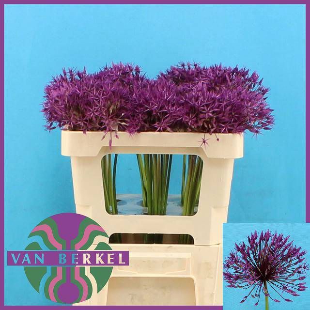 <h4>ALLIUM PURPLE RAIN</h4>