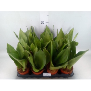 Sansevieria trifa. 'Moonshine'
