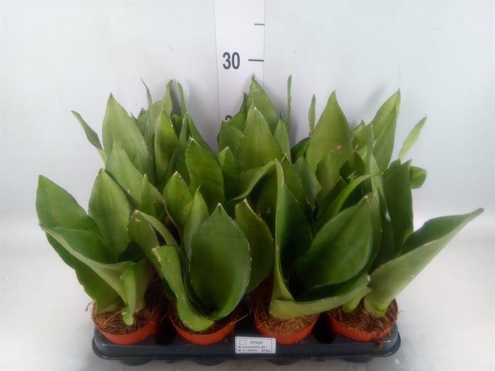 <h4>Sansevieria trifa. 'Moonshine'</h4>