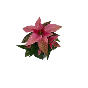Princettia Pink met glitter goud