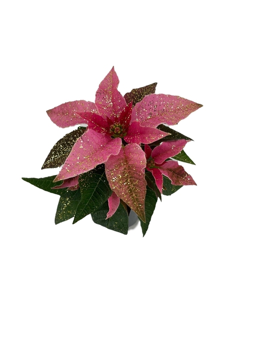 <h4>Princettia Pink met glitter goud</h4>