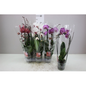 Phal Cascade Mix 2 Tak