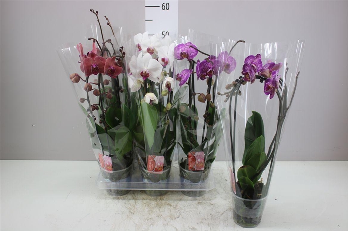 <h4>Phal Cascade Mix 2 Tak</h4>