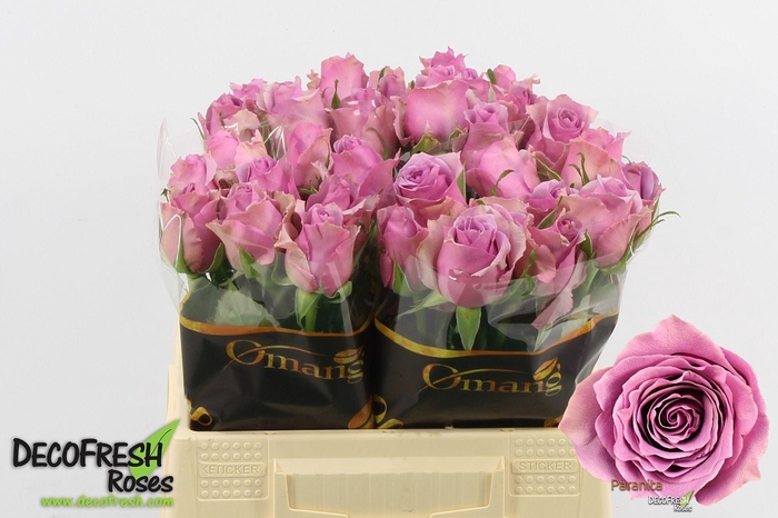 <h4>R GR Paranita</h4>