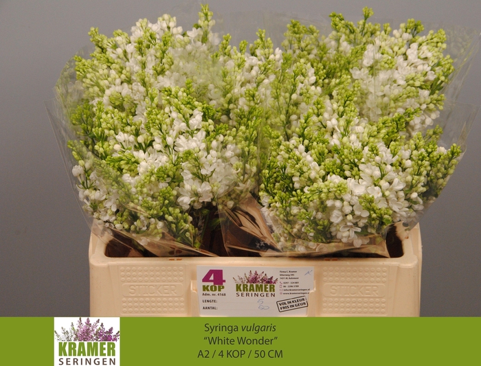 <h4>SYR VU WHITE WONDER</h4>