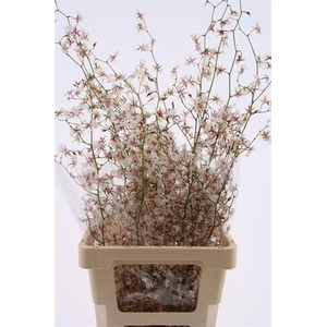 Oncidium Sharo' Baby Yuki Xl