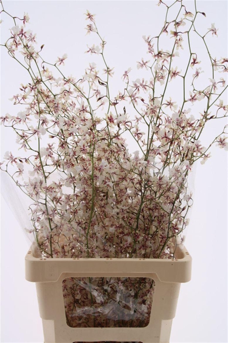 <h4>Oncidium Sharo' Baby Yuki Xl</h4>