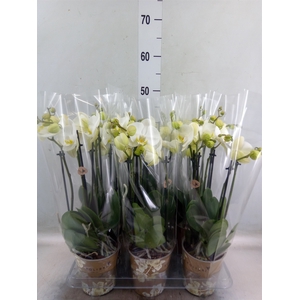 Phalaenopsis   ...white