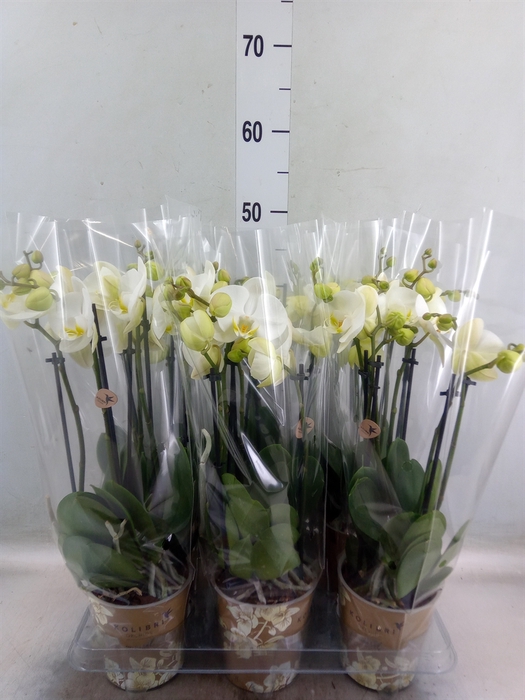 <h4>Phalaenopsis   ...white</h4>