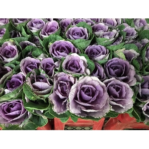 Brassica Purple (Kale)