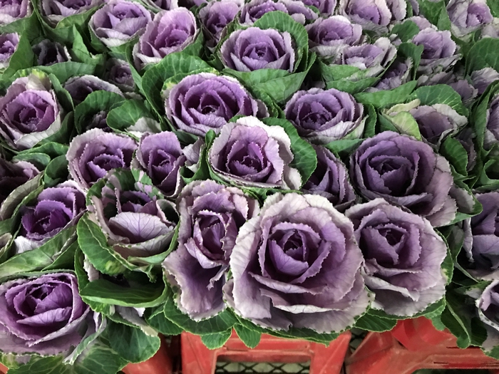 <h4>Brassica Purple (Kale)</h4>