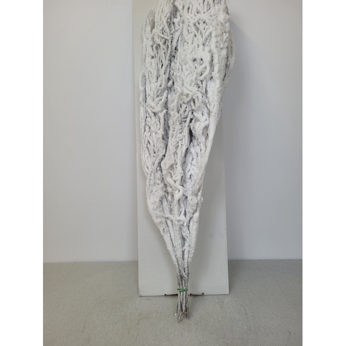 <h4>BETULA BS KLB WIT SNEEUW PER TAK</h4>