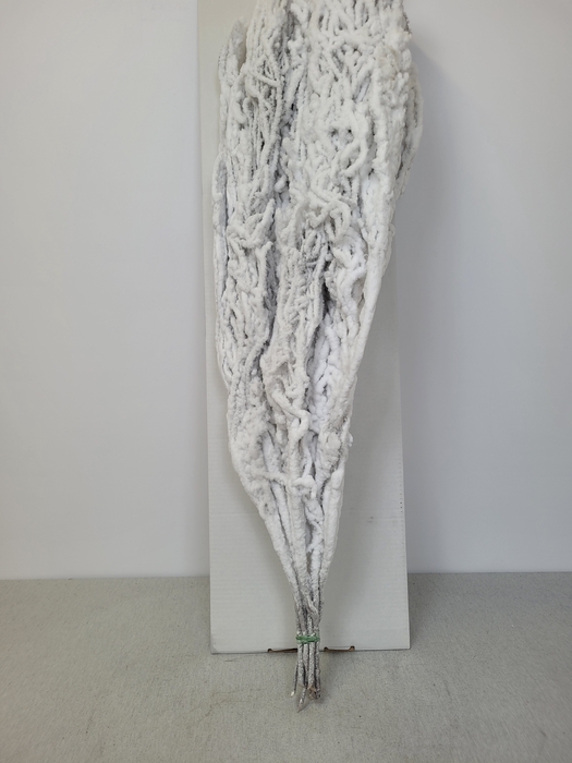 BETULA BS KLB WIT SNEEUW PER TAK