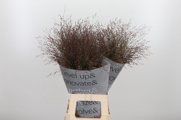 <h4>Panicum Warrior</h4>