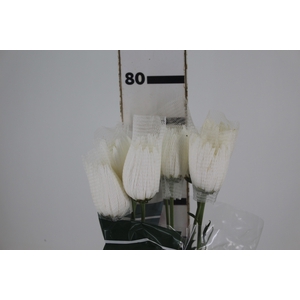 ANASTASIA HERRERA 080 CM BRANCO