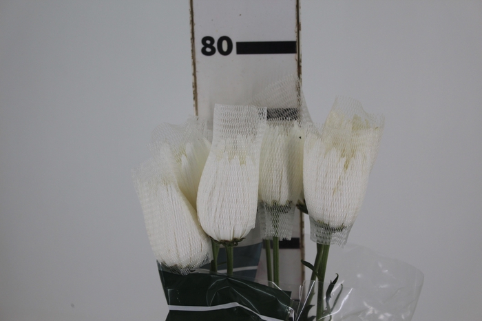 <h4>ANASTASIA HERRERA 080 CM BRANCO</h4>