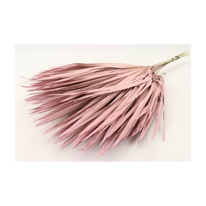 <h4>Bunch Chamaerops 10 Pcs Slv L70</h4>