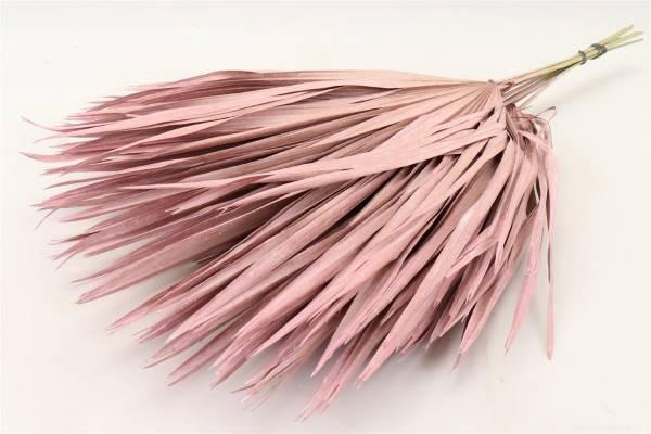 Bunch Chamaerops 10 Pcs Slv L70