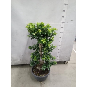 Ficus microcarpa 'Ginseng'